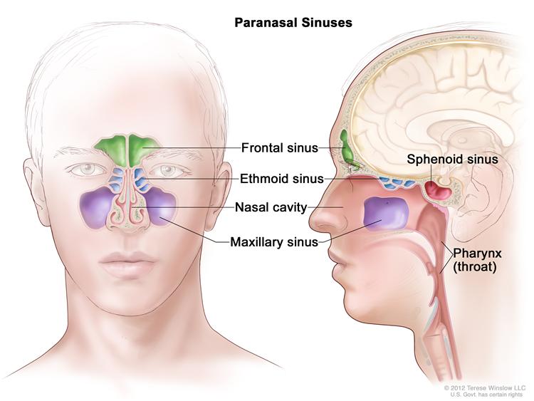 Sinus Surgery