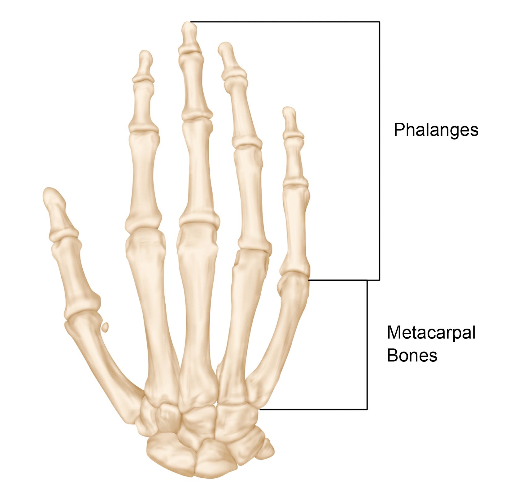 For forearm, hand, foot fractures